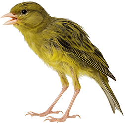 Benacus Canary
